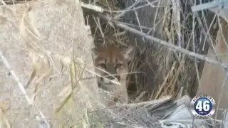 01/27/2016 Mountain Lion Euthanized