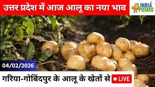 04/02/2026 : उत्तर प्रदेश में आज आलू का भाव | गरिया-गोबिंदपुर के आलू के खेतों से LIVE