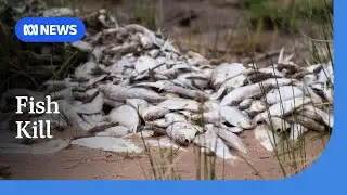 100,000 bony bream dead at Lake Menindee fish kill | ABC NEWS