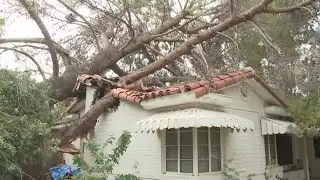 100-foot tree crashes into Phoenix home during monsoon storm