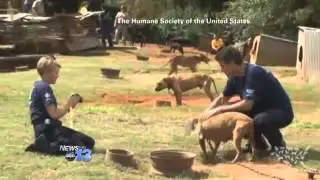 11 Arrested, 367 Dogs Seized, in Fighting Crackdown