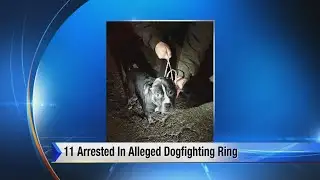 11 arrested in alleged dogfighting ring