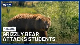 11 Injured After Grizzly Bear Attacks School Group In Canada | 10 News
