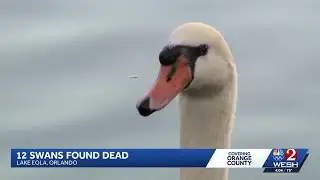 12 swans found dead at Lake Eola in Orlando