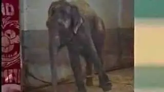 12-year-old caged during PETA protest