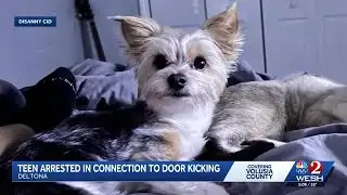 14-year-old arrested after Deltona dog killed in viral door kick challenge