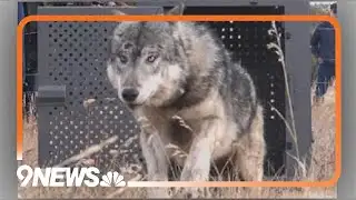 14th wolf dies since reintroduction