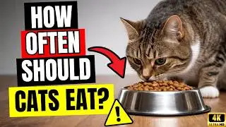 15 Mistakes You Make When Feeding Your Cat