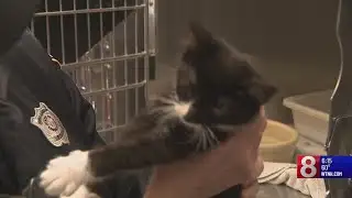 16 kittens found abandoned in New London