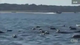 !!18-FOOT SHARK SIGHTING IN MASSACHUSETTS!!