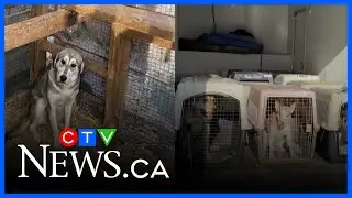 2 facing charges after animals seized from Alberta animal shelters