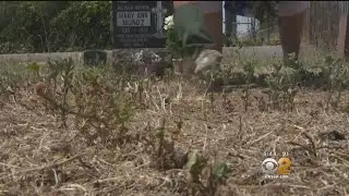 2 On Your Side: Overgrown Weeds