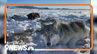 2 wolves caught, collared in Colorado