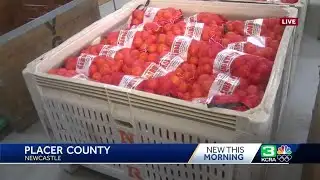 2021 Mountain Mandarin Festival returns to Auburn through Sunday