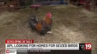 230+ birds related to cockfighting activity seized in Lorain County: Friendship APL