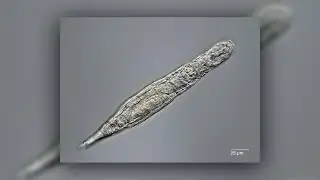 24,000-Year-Old "Zombies" Revived From Deep-Freeze