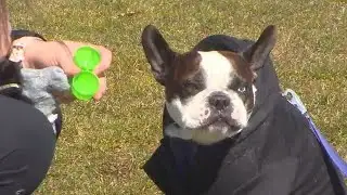 25th Annual Easter Egg Hunt for Dogs