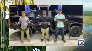 3 Amateur hunters capture massive python