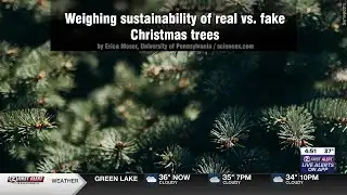 3 BRILLIANT MINUTES: Real or fake Christmas trees?
