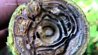 3-D-Printed Devices Help Scientists Trap, Study Tree-Damaging Bugs