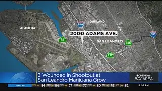 3 injured, including 2 critically, in shootout during robbery at San Leandro marijuana grow