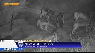 3 New wolf packs in California