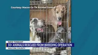 30+ animals rescued from breeding operation