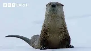 30 Minutes of Dramatic Yellowstone Moments | BBC Earth