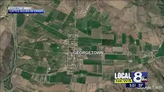 31 cattle killed in truck rollover