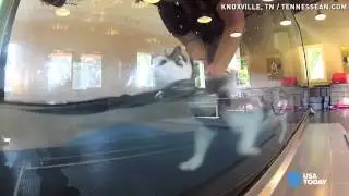 31-pound fat cat does underwater treadmill workout