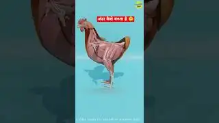 अंडा कैसे बनता है 😲 3D Animation #shorts #animation #trendingshorts
