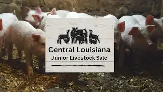 4-H member prepares for Junior Livestock Sale