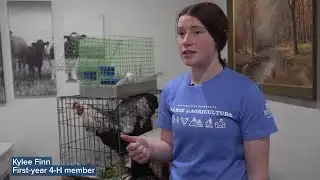 4-H members prep for poultry showmanship