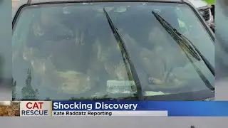 47 Cats Rescued From Car At Minnesota Rest Stop