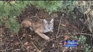 5/23 5:30 p.m. Bobcat Sightings