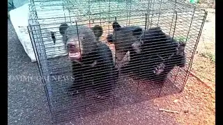 5 Bear Cubs Rescued From City Outskirts