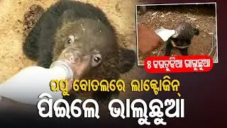 5 Bear Cubs Rescued On Bhubaneswar Outskirts | Odisha