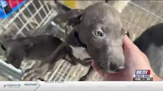 5 puppies rescued from Gulfport house fire