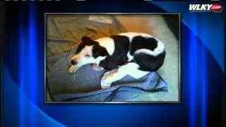 55 Dogs Rescued From Puppy Mill Arrive At KHS