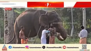 പേടി മാറാൻ 6 മാസം മാത്രം പ്രായമുള്ള കുഞ്ഞുമായി ആനപാപ്പാന്റെ സാഹസം | Elephant | Haripad