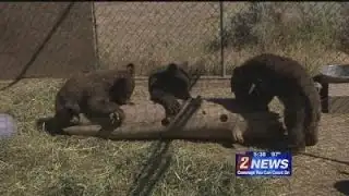 6/28  - 5:30pm - Orphaned Bear Cubs Making Progress