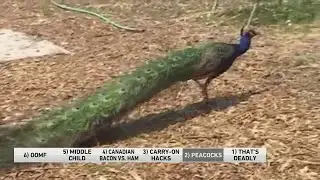 6@6: 1 fun fact about peacocks