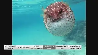 6@6: 1 fun fact about pufferfish