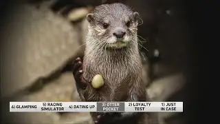 6@6: A fun fact about otters