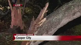630am BKE Giant Tree Falls