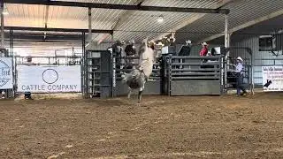 68L Touchdown Tommy (91.30 points)