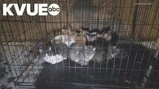 8 kittens rescued from cage in the cold