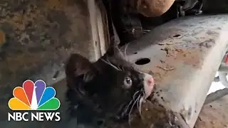 8-week-old kitten rescued after getting caught in truck frame