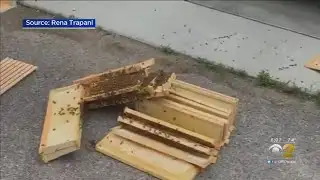80,000 Bees Stolen From Lakeview Hive