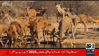 89 News HD Live  Live Stream